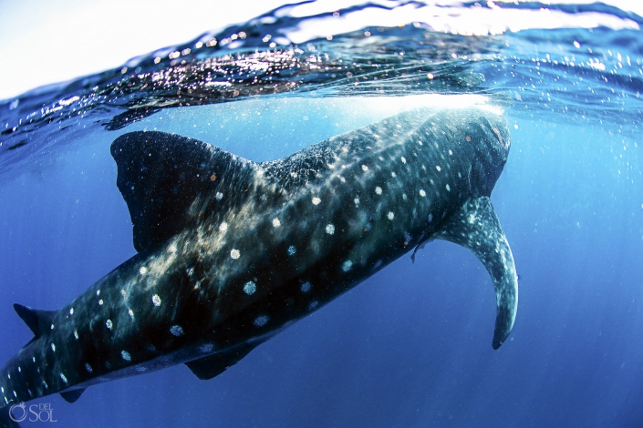 Whale Shark Tahiti underwater photography