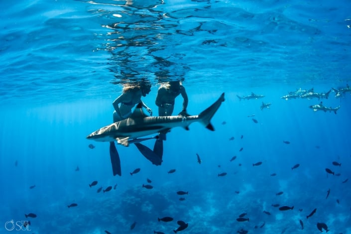 Freedivers couples Blacktip reef sharks Tahiti underwater photography