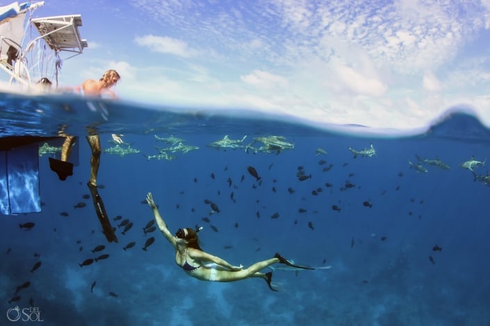 Subaquatic photo Beloved Freedivers couple with Blacktip Reef Sharks Tahiti Underwater Photography Fine Art