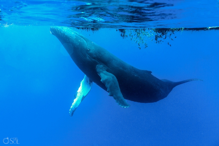 Humpback Whale Tahiti Underwater Photography