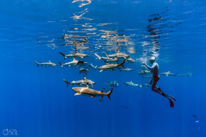 Freediver with many Blacktip Reef Sharks Tahiti underwater reflection photography