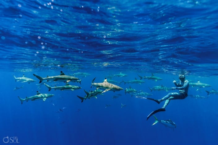 Blacktip Reef Sharks Swimming with Amazing Blue Scene Freediver Tahiti underwater photography