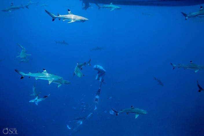 Blacktip Reef Sharks Dancing Amazing Blue Scene Freediver Tahiti underwater photography