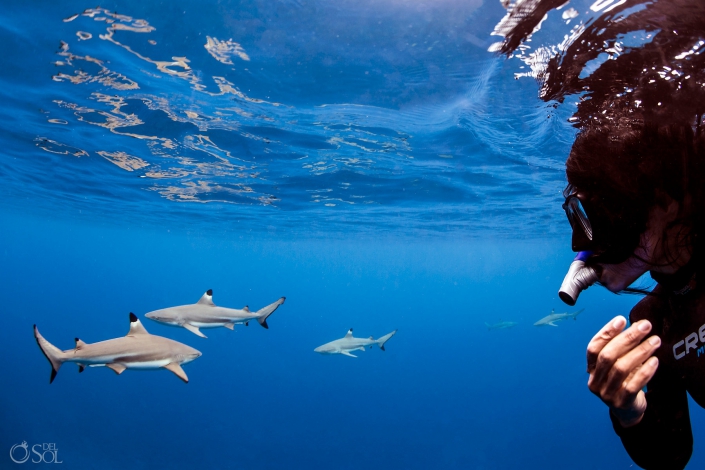 Blacktip Reef Sharks Swimming with Photographer Amazing Blue Scene Reflection Freediver Tahiti underwater photography