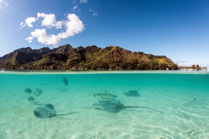 stingrays swimming close the sand Subaquatic Picture clear magic water Tahiti Mountains