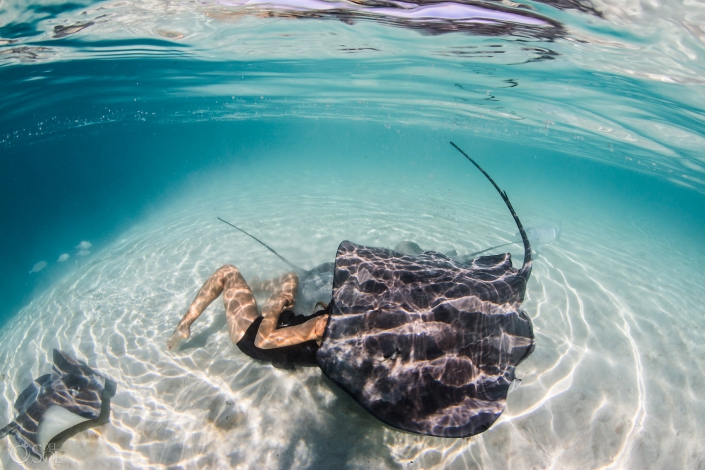 stingray covering woman light reflections clear amazing waters white sand Tahiti underwater photography