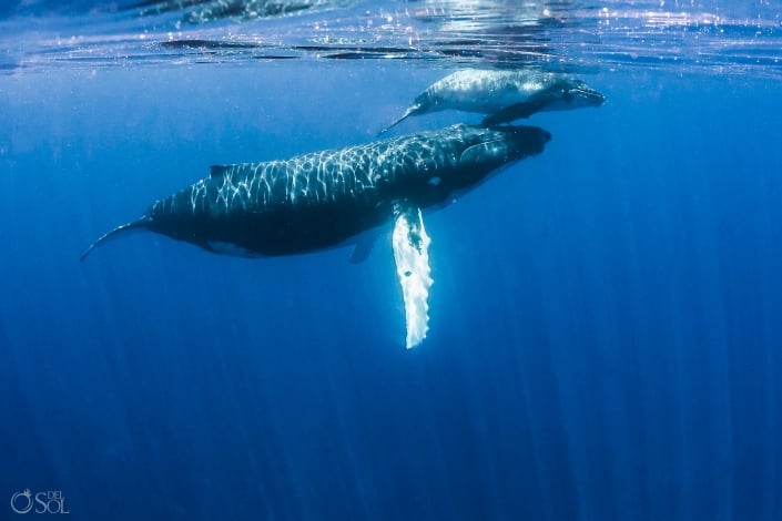 cut moment Mom Baby Humpback Whale Tahiti underwater photography