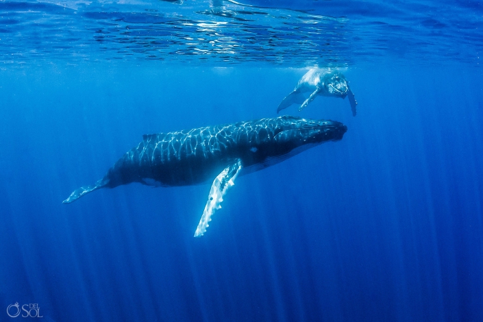 Cute Mom Baby Humpback Whale Tahiti underwater photography