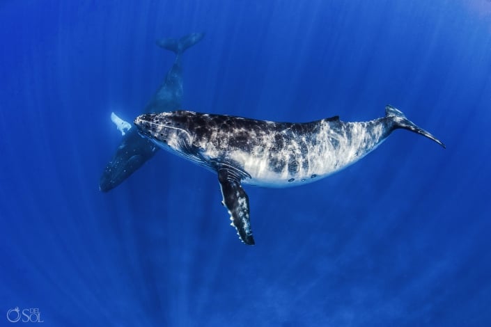 Amazing Humpback Whale Tahiti underwater photography