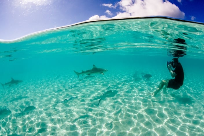 Subaquatic photo Blacktip reef shark Tahiti underwater photography