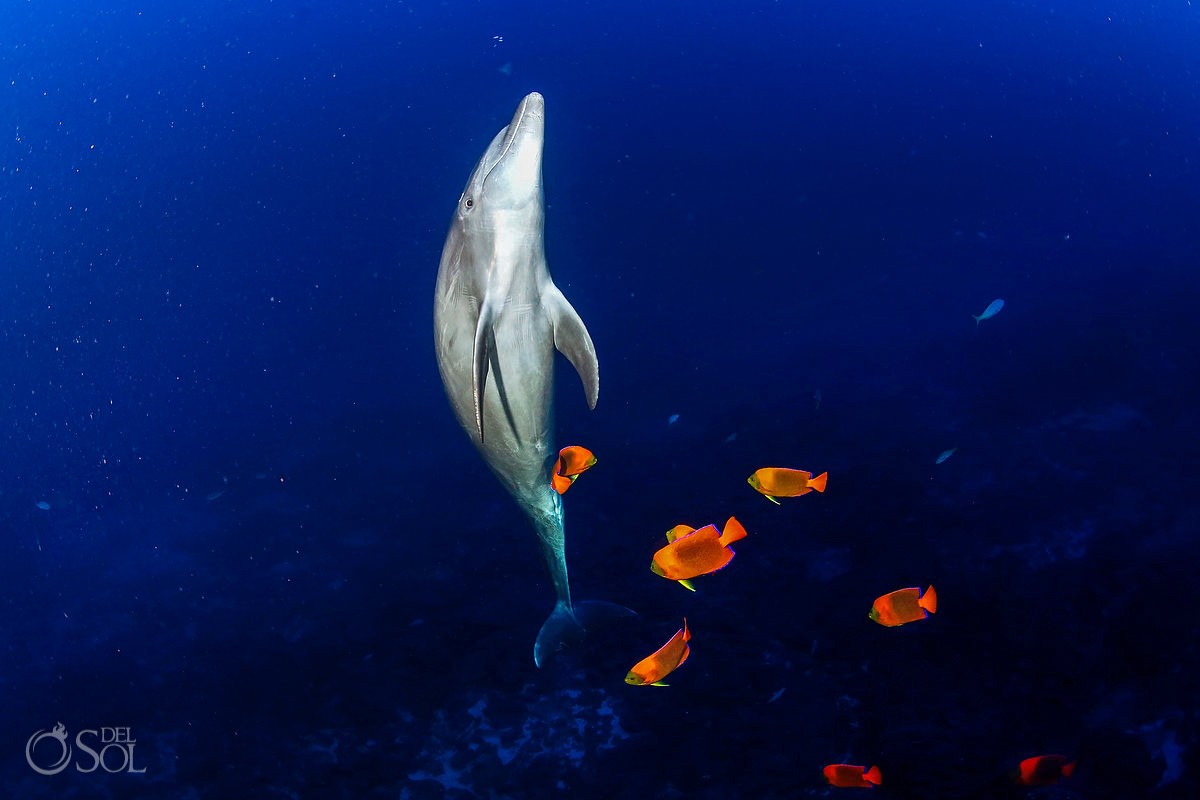 Scuba diving dolphins Yes To Mexico Dolphin Archipiélago de Revillagigedo