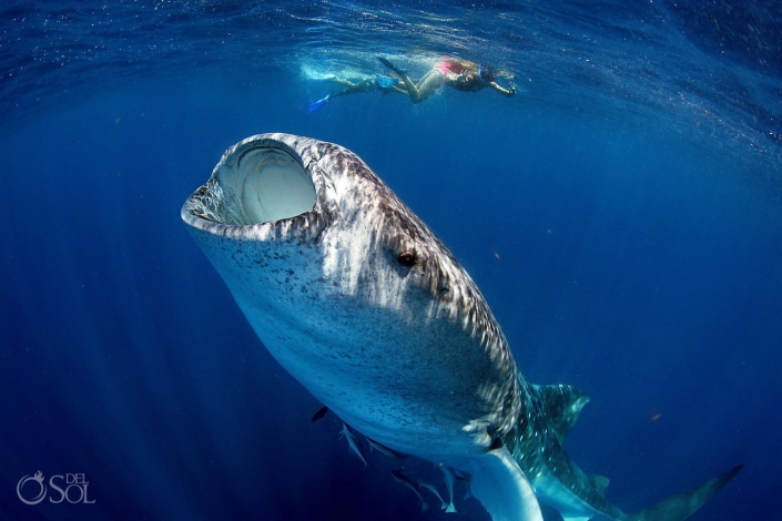 Yes to Mexico swimming with whale sharks in Isla Mujeres Mexico