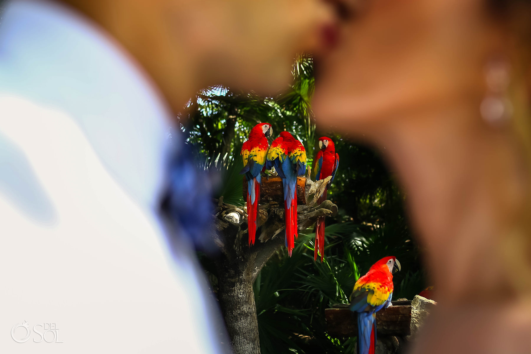 Xcaret Park scarlet macaws wedding photography 
