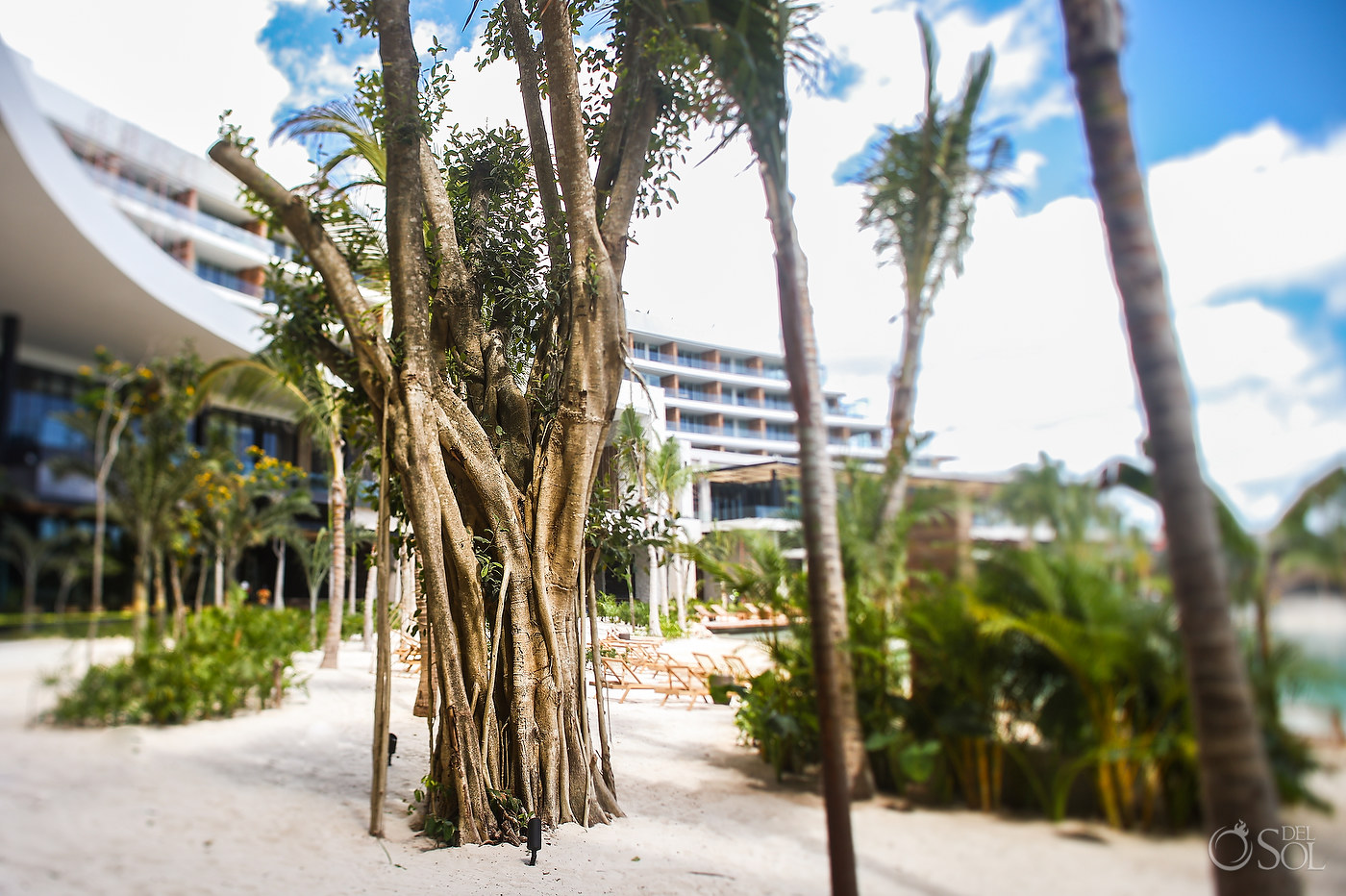 The Moxche , a local tree to quintana roo, is the tree that the hotel was named after