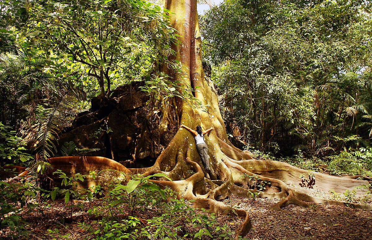 Moxche Tree Roots Del Sol Photography