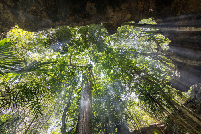 the ceiba tree in the mayan jungle