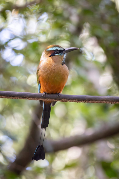 Mot Mot bird cenote proposal