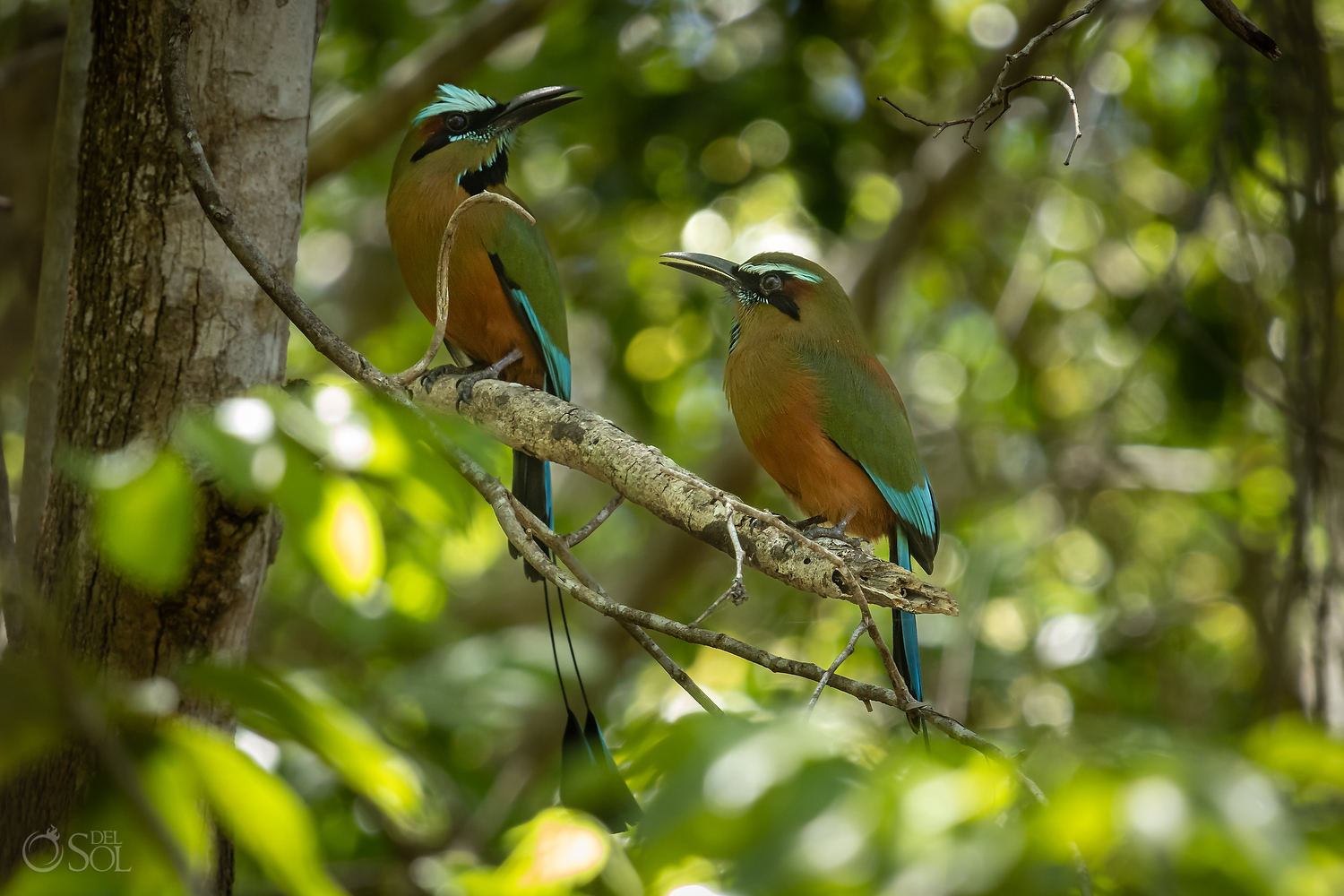 Turquoise-browed motmots resting in the jungle near the cenote ceremony site