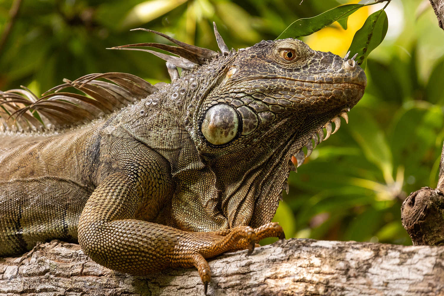 Large iguana resting in the Riviera Maya jungle near the cenote
