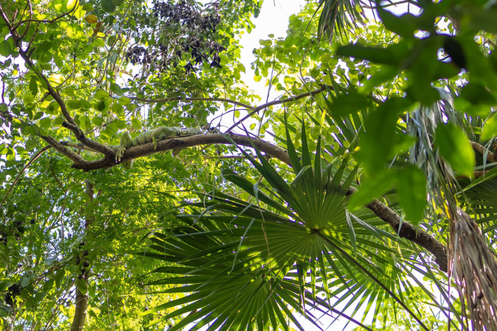 IGuana Sunlight filtering through jungle trees above the cenote