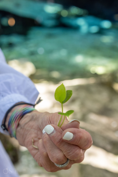 Small seedling symbolizing growth and renewal during the ceremony