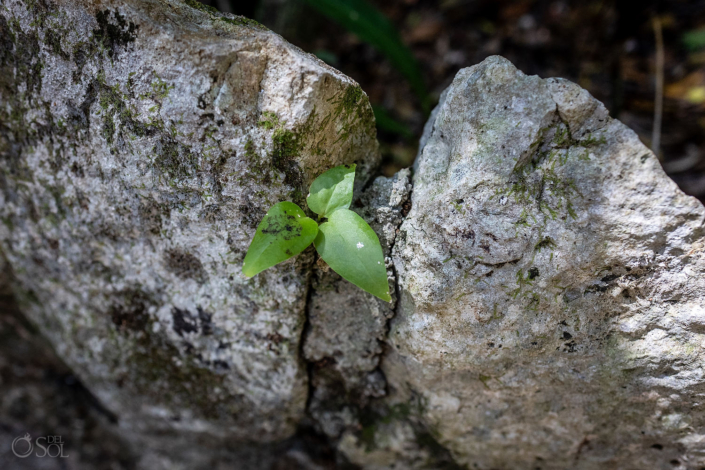 Small green plant growing through limestone rock beside the cenote