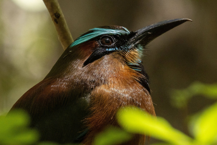 Turquoise-browed motmot perched in the Riviera Maya jungle