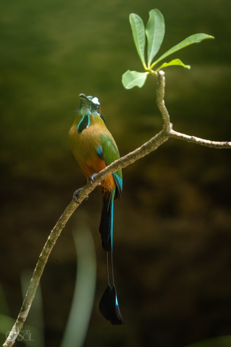 Motmot bird perched above a cenote wedding venue.