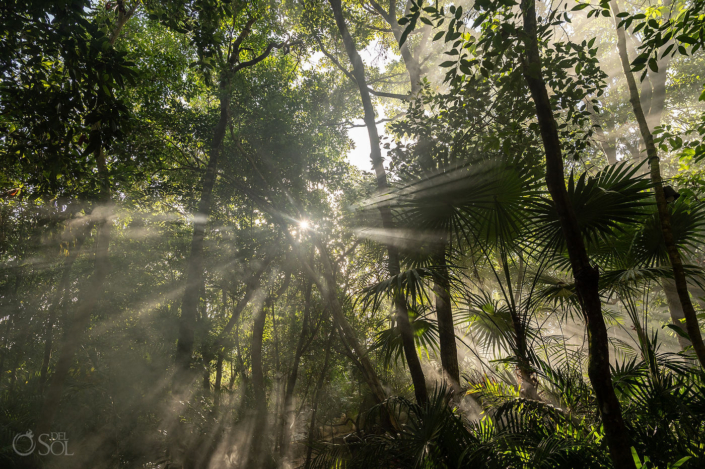 Morning sunlight and copal smoke surrounding an intimate cenote wedding ceremony in Mexico